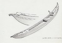 479 Gondola falcata o a coda di gambero 